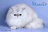 Photoalbum Beautiful Nessi ILLANIUS*RU