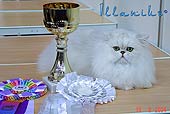 Илланиус после абсолютной победы на ринге WCF
