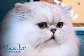 Илланиус в ожидании экспертизы